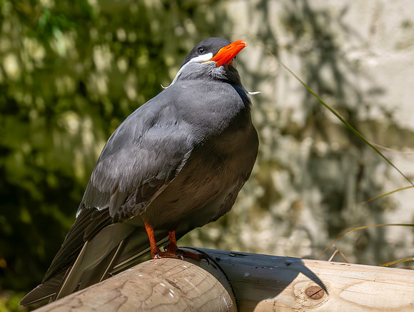 Inca Tern