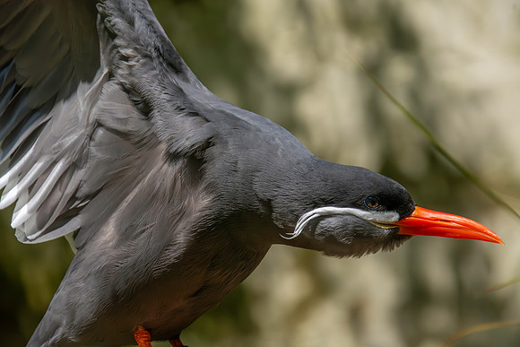 Inca Tern