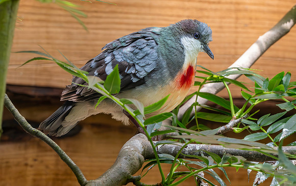 Luzon bleeding heart dove