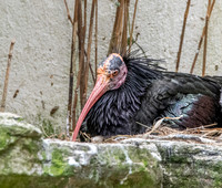 Waldrapp ibis