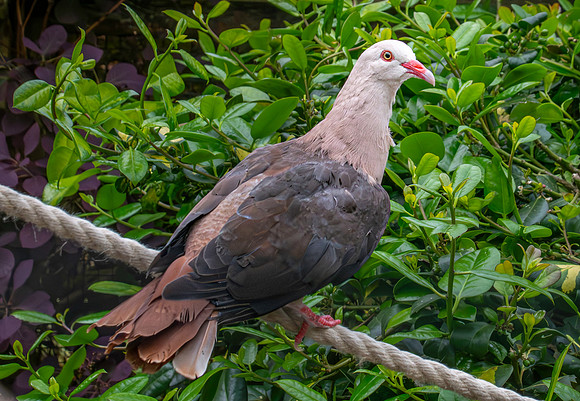 Pink pigeon