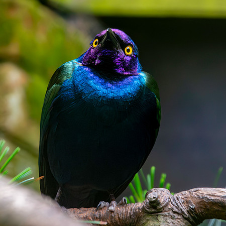 Purple glossy starling