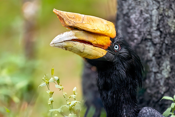 Rhinoceros hornbill, female