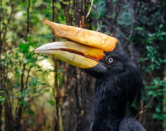 Rhinoceros hornbill, female