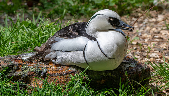 Smew, male
