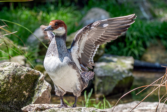 Smew, female