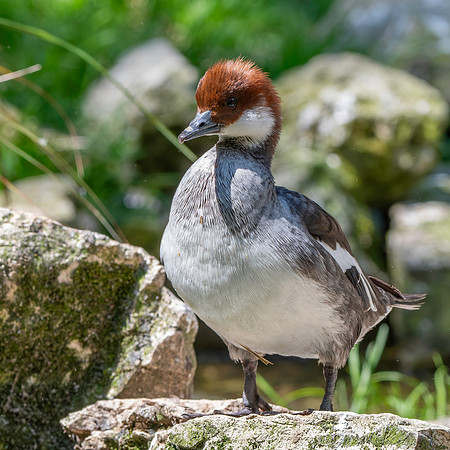 Smew, female