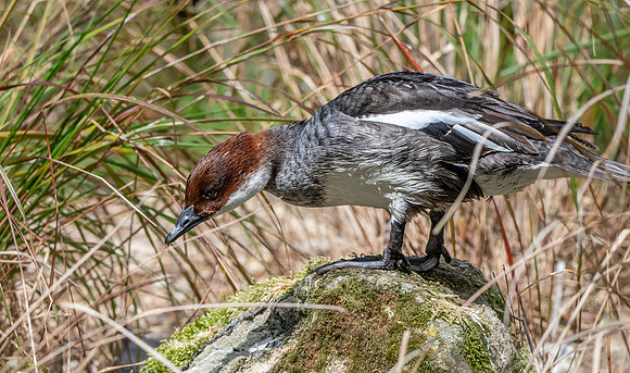 Smew, female