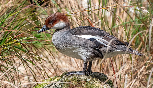 Smew, female