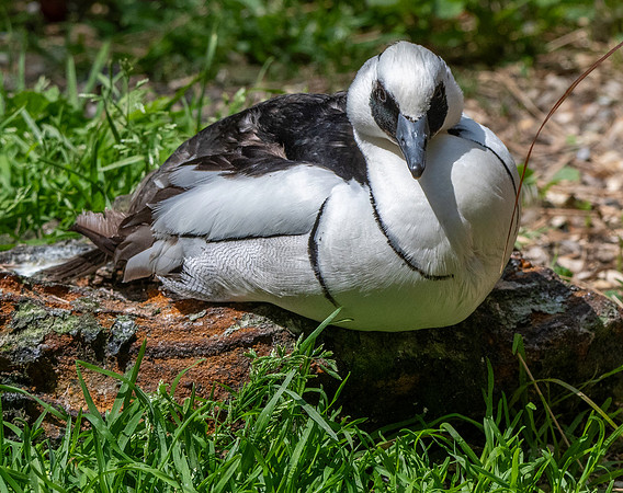 Smew, male