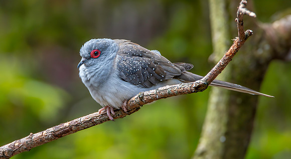 Speckled pigeon