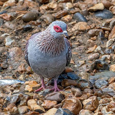 Speckled pigeon