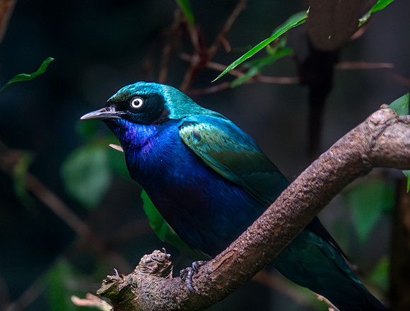 Splendid starling