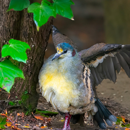 Sulawesi dove