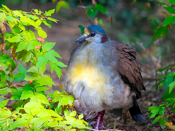 Sulawesi dove