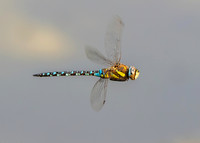 Migrant hawker