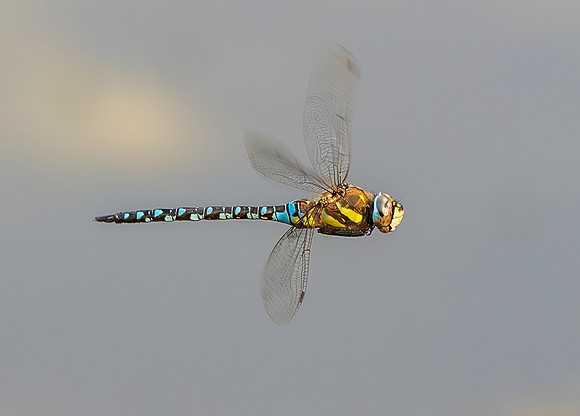 Migrant hawker