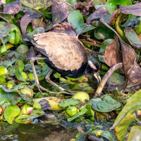 Bronze winged jacana
