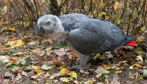 Timneh grey parrot