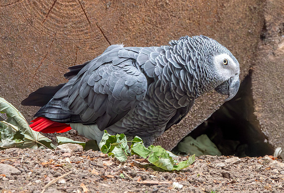 Timneh grey parrot