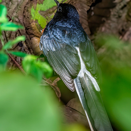White rumped shama