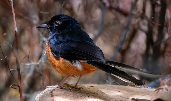 White rumped shama