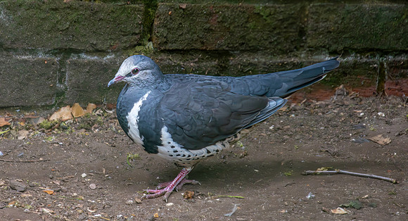 Wonga pigeon