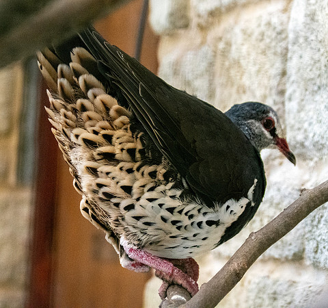 Wonga pigeon