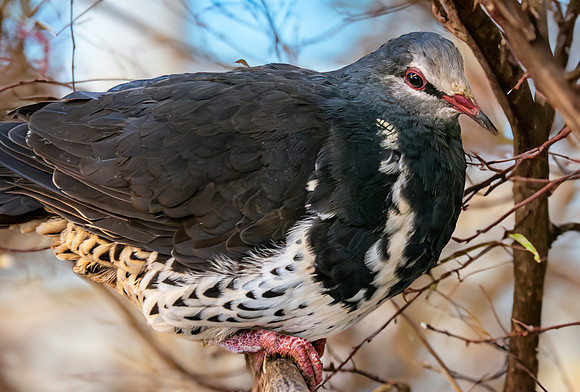 Wonga pigeon