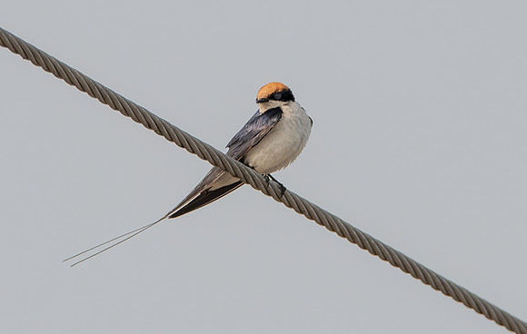 Wire tailed swallow