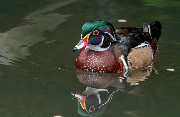 Wood duck