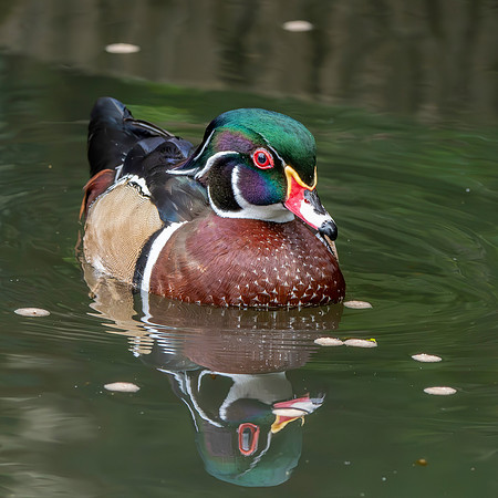 Wood duck
