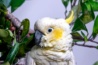 Yellow crested cockatoo
