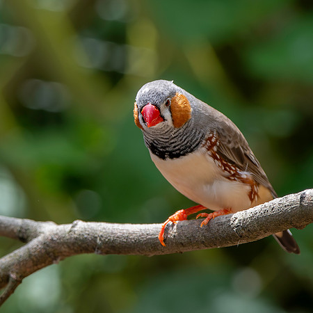 Zebra finch