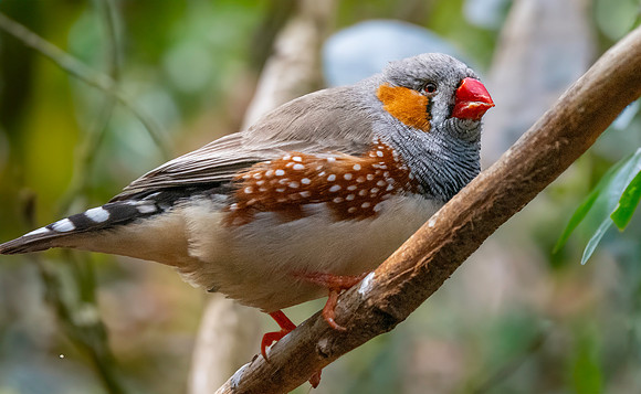 Zebra finch