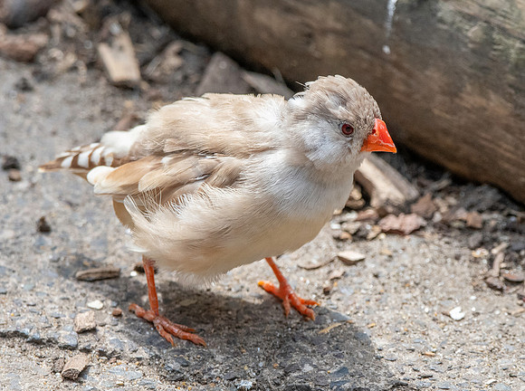 Zebra finch