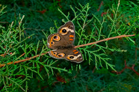 Common buckeye