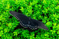 Pipevine swallowtail