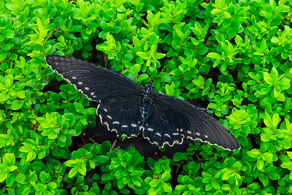 Pipevine swallowtail