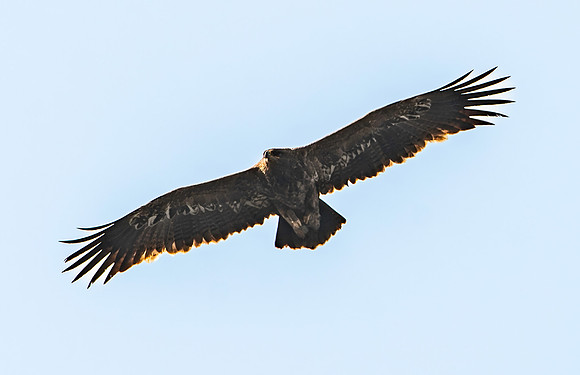 Steppe eagle