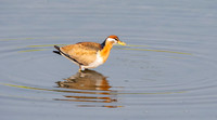 Bronze winged jacana