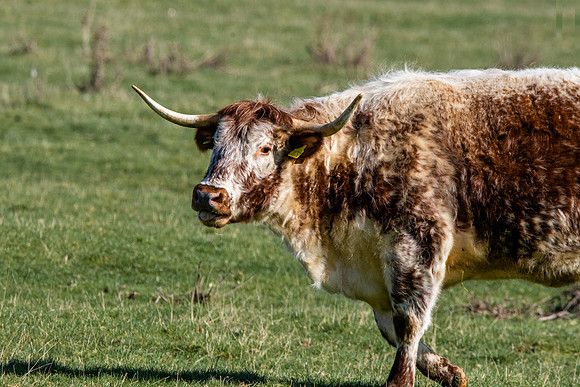 English longhorn cattle