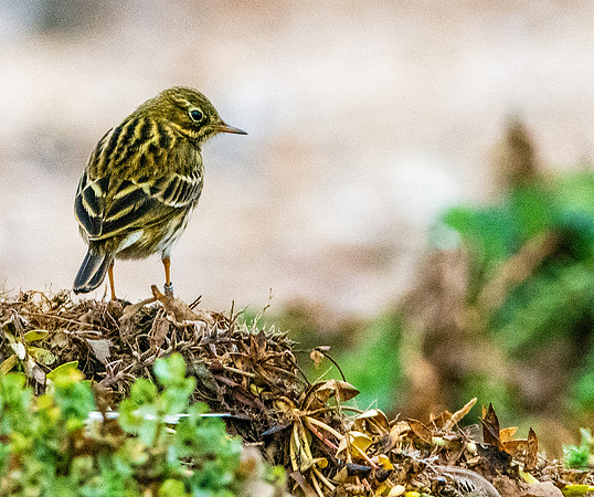 Rock pipit