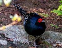 Mikado pheasant