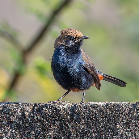 Indian robin, male