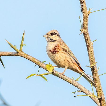 White capped bunting, male