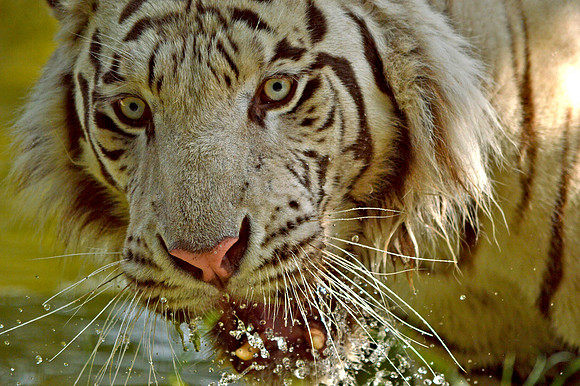 White tiger