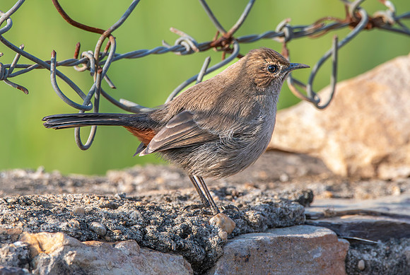 Indian robin, female