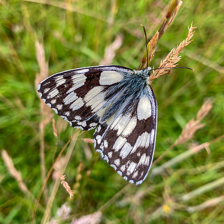 Marbled white