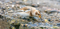Snow bunting